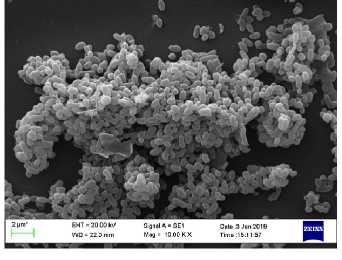 Scanning electron micrograph showing a dense cluster of rounded Akkermansia muciniphila cells at ten thousand times magnification