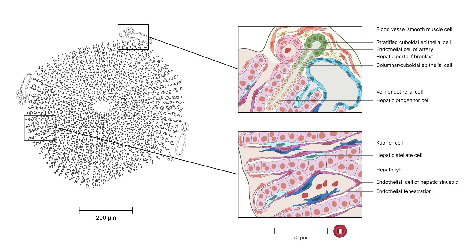 Scientific diagram of a liver lobule with inset panels showing the hepatic artery, the portal vein and the sinusoidal cell layers
