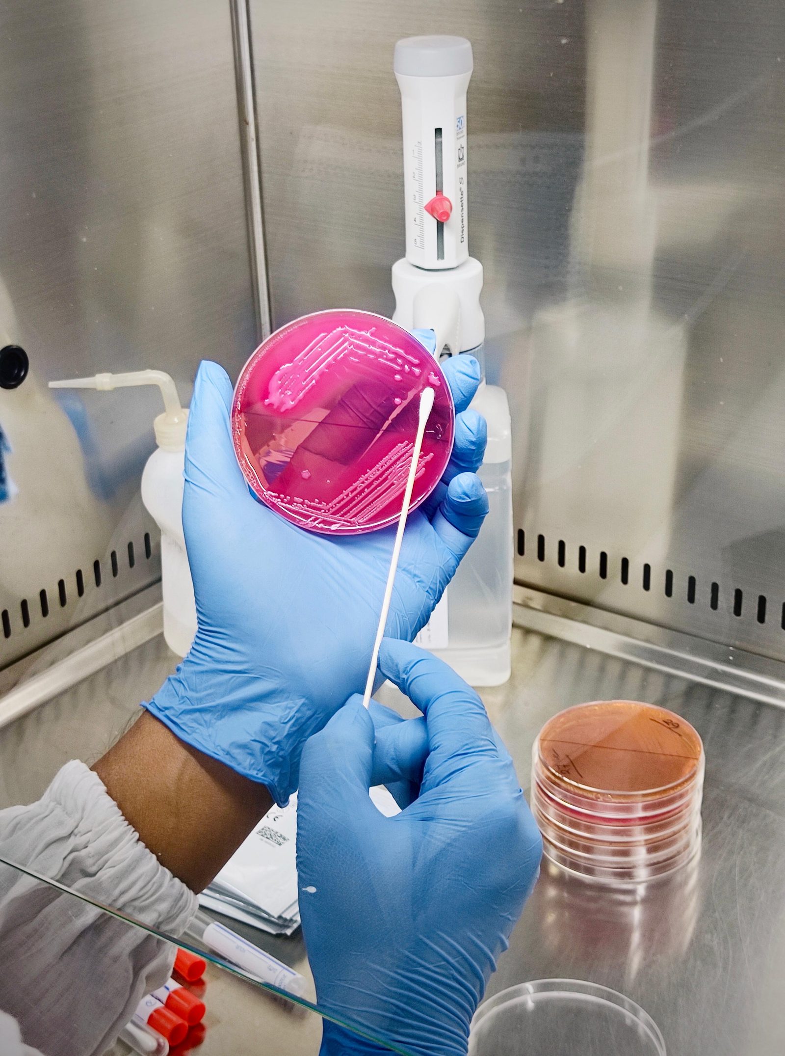 A gloved hand streaking a culture plate in a laboratory hood, with more plates on the bench