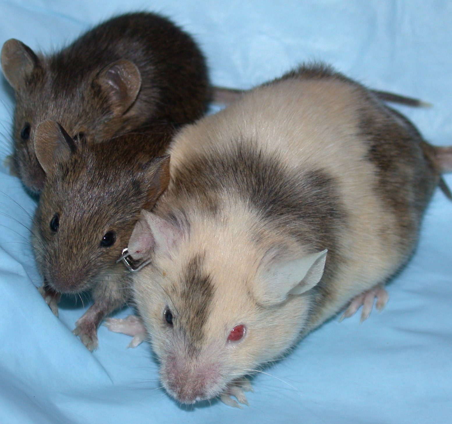 Two laboratory mice, one brown and one white, on a blue cloth
