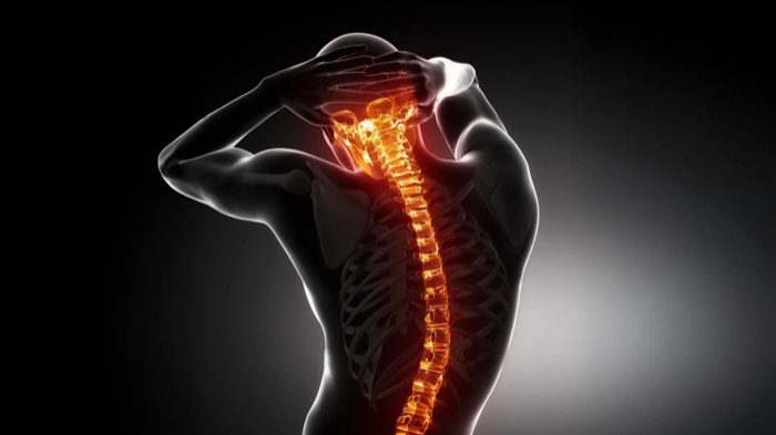 Illustration of the human spinal column showing the vertebrae and the discs between them