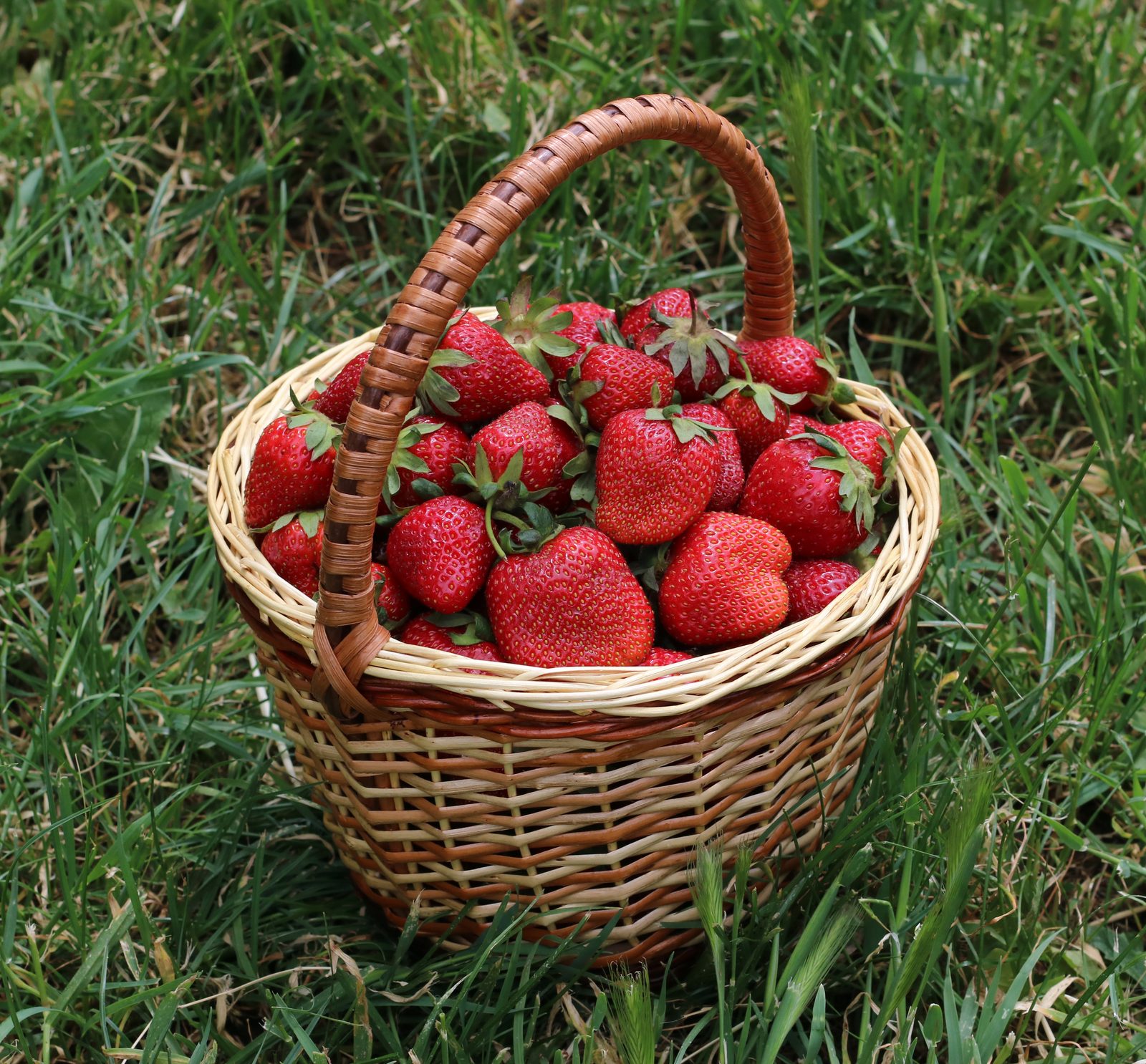 A wicker basket of ripe strawberries standing in grass