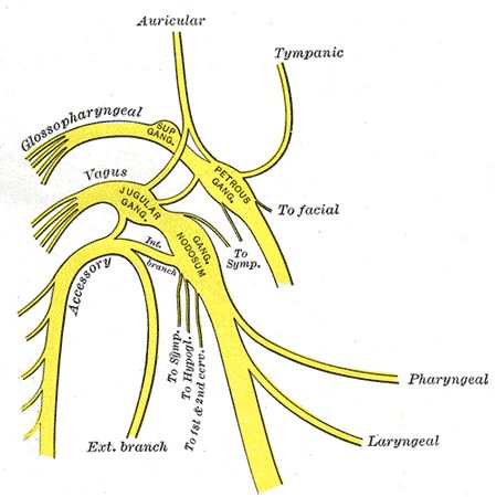 Anatomical plate showing the vagus nerve in yellow with its auricular, pharyngeal and laryngeal branches labelled